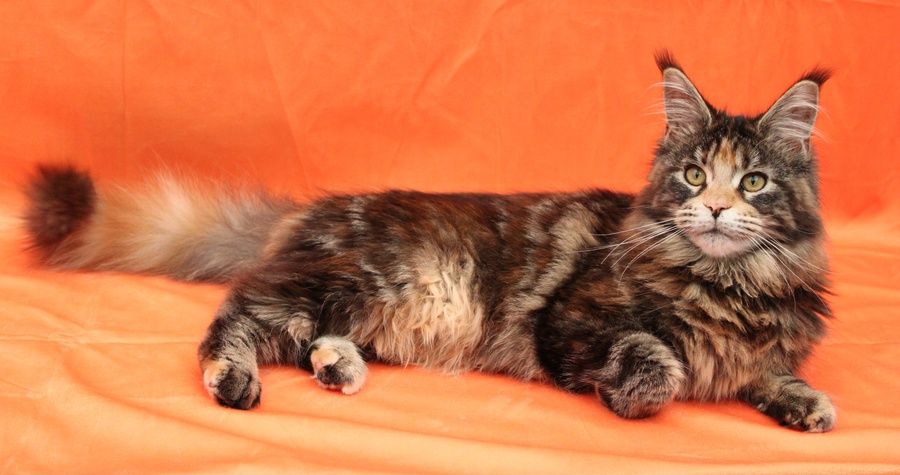 Azurastorm Pina Colada (Foxy)