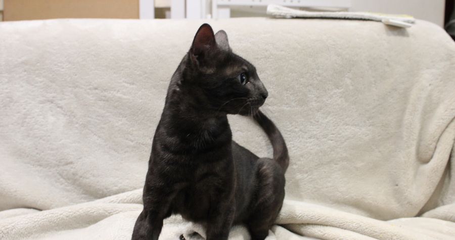 Brittania Bengals Hollow of WildPawzuk