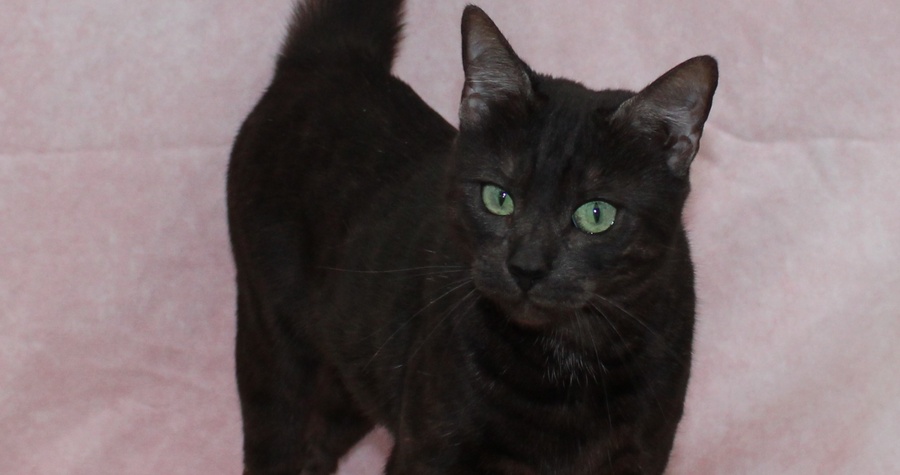 Brittania Bengals Hollow of WildPawzuk