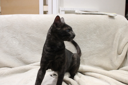 Brittania Bengals Hollow of WildPawzuk