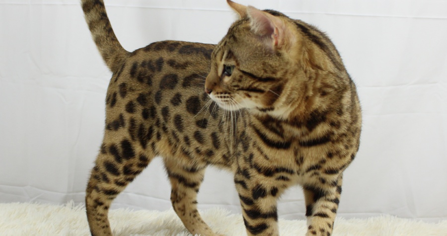 CH Bengalivo Realize Of Wildpawzuk