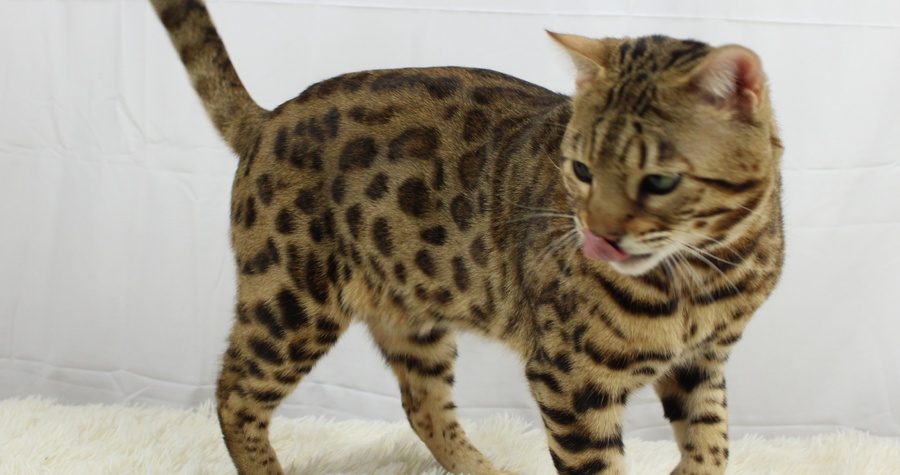 CH Bengalivo Realize Of Wildpawzuk