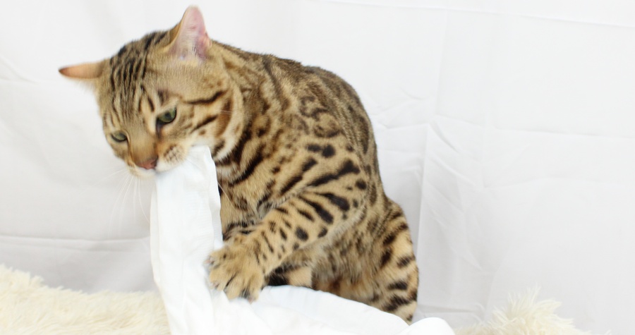 CH Bengalivo Realize Of Wildpawzuk