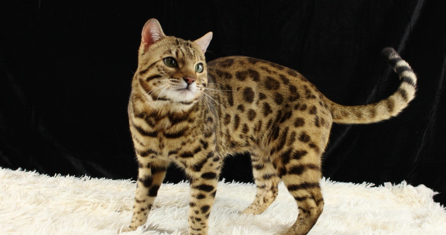 CH Bengalivo Realize Of Wildpawzuk