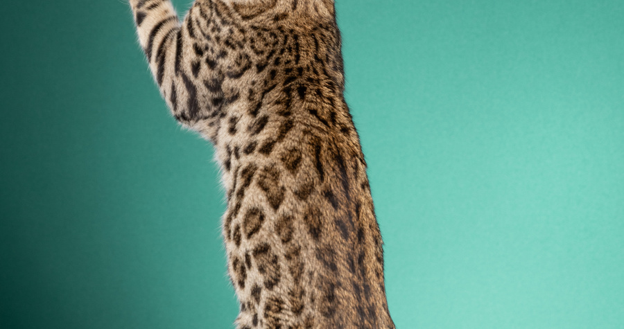 Goralguru Notforsale (aka Askari) of Wildpawzuk