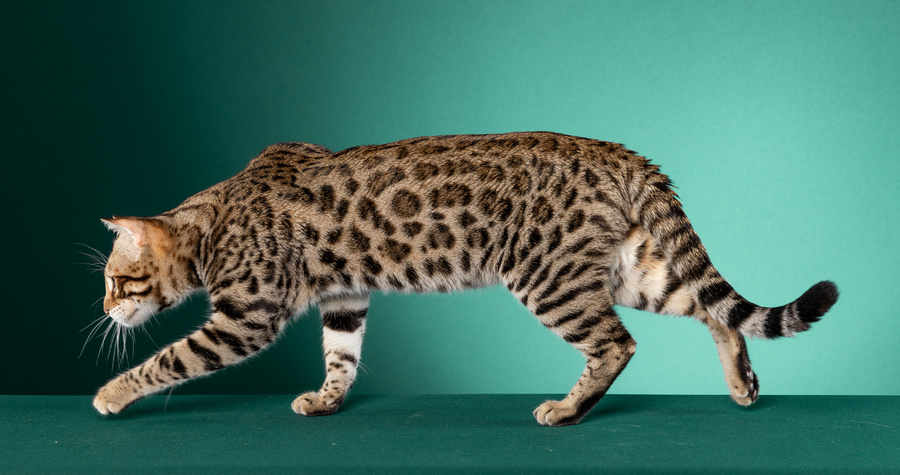 Goralguru Notforsale (aka Askari) of Wildpawzuk