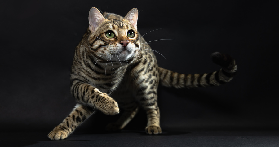 Goralguru Notforsale (aka Askari) of Wildpawzuk
