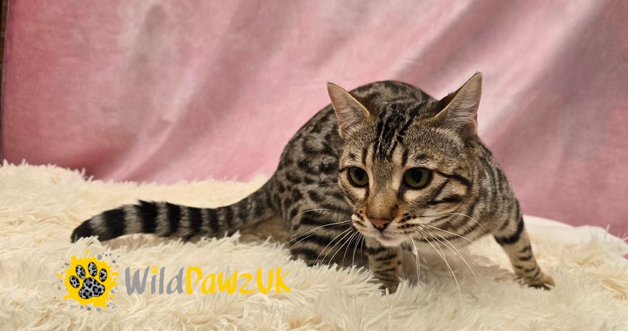 Wildpawzuk Riding Solo