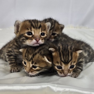 Coco-dior litter