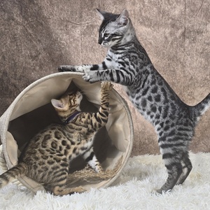 Kittens