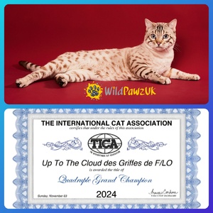 Maximus Quadruple Grand Champion