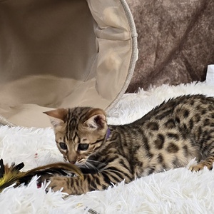 WildPawzuk Duchess