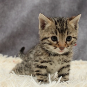 WildPawzuk Seraphina 