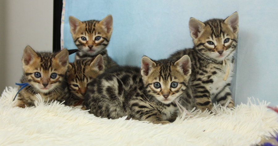 Bengals