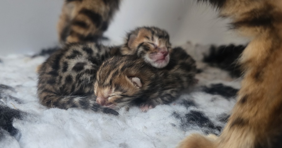 Bengal Litter A